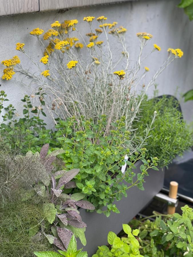 Feldberg Atelier - Courtyard Maisonette Basilea Exterior foto